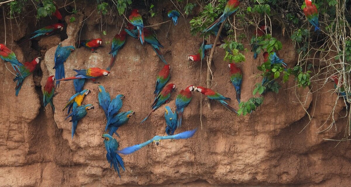 Amazon Wildlife Experience 6 Days