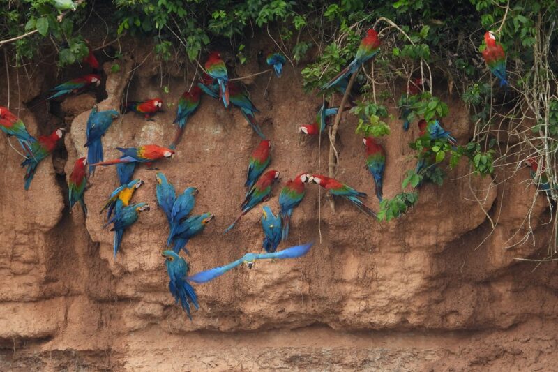 Amazon Wildlife Experience 6 Days