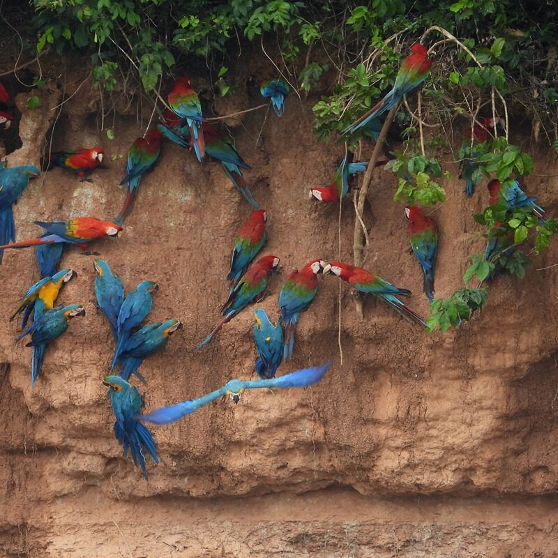 Amazon Wildlife Experience 6 Days