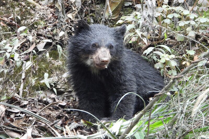 Rainforest Escape Experience 3 Days