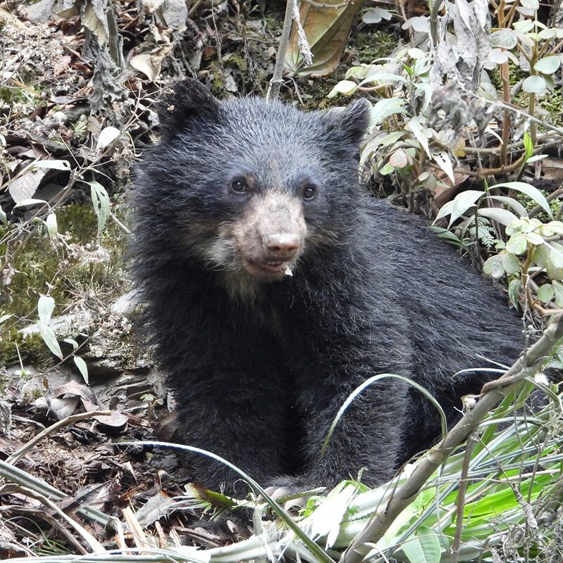 Rainforest Escape Experience 3 Days