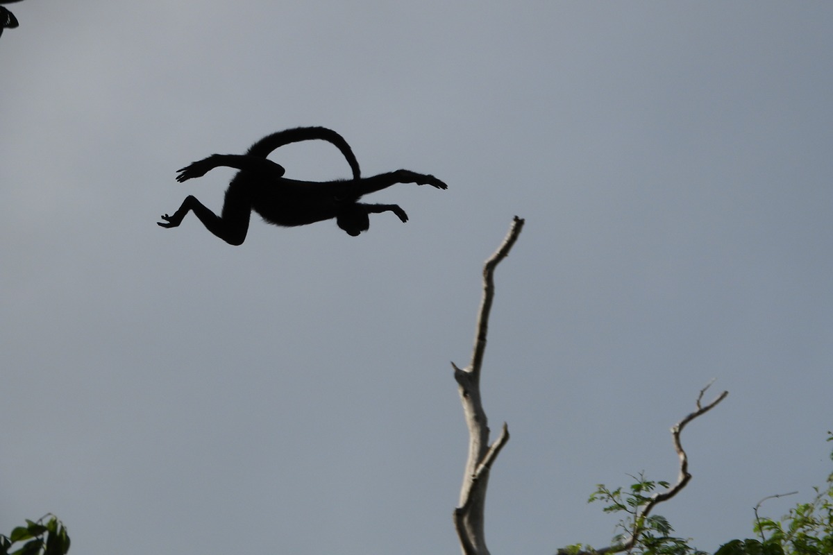 https://www.peruamazonexpeditions.com/wp-content/uploads/2018/09/DSCN7223.jpg