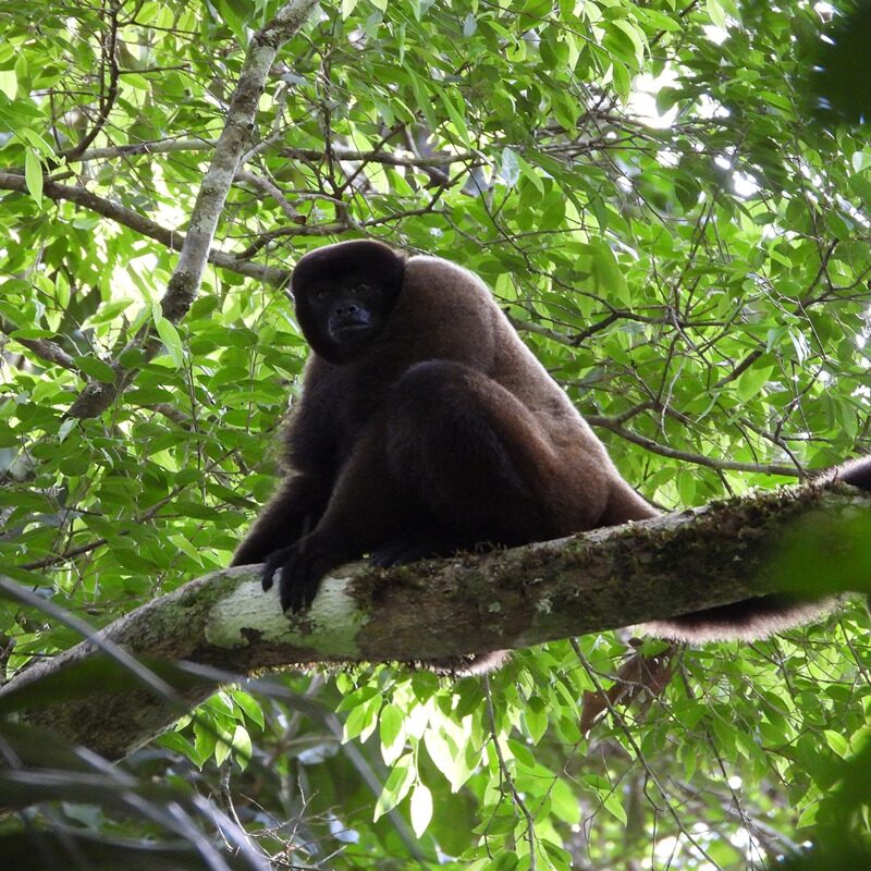 Unforgettable Manu Experience 4 Days