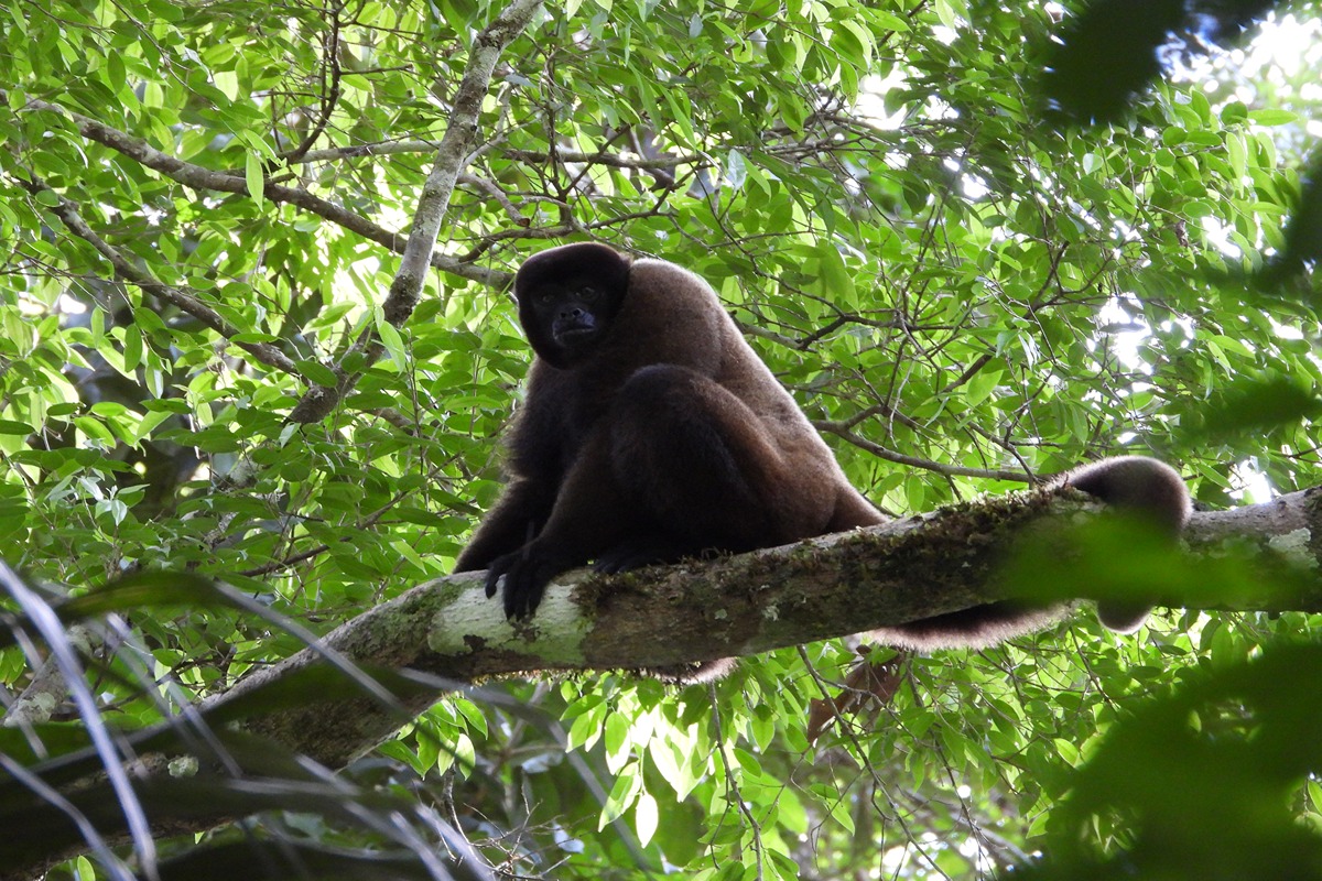 Unforgettable Manu Experience 4 Days