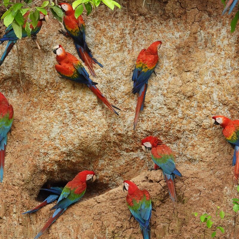 Birding Expedition in Manu 8 Days