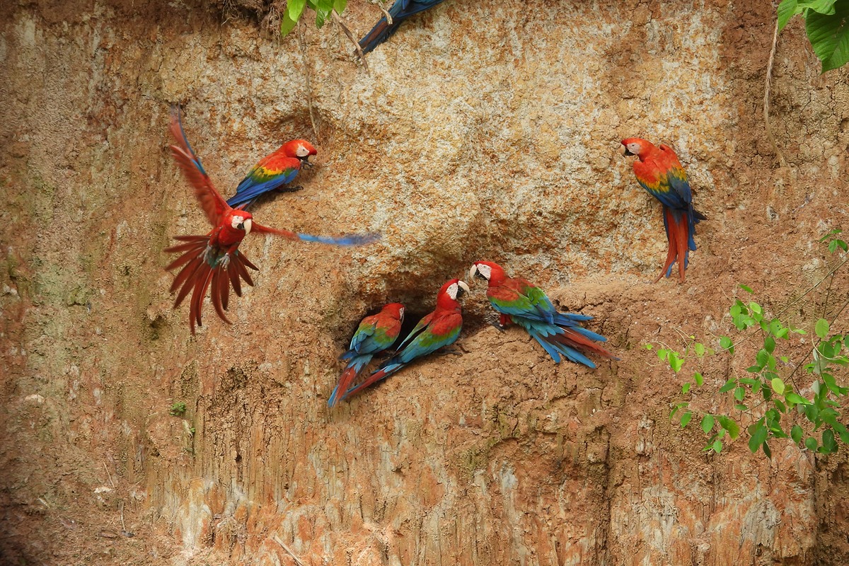 https://www.peruamazonexpeditions.com/wp-content/uploads/2018/09/DSCN8391.jpg