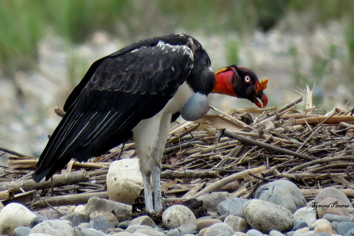 https://www.peruamazonexpeditions.com/wp-content/uploads/2018/09/img_3832.jpg_1.jpg