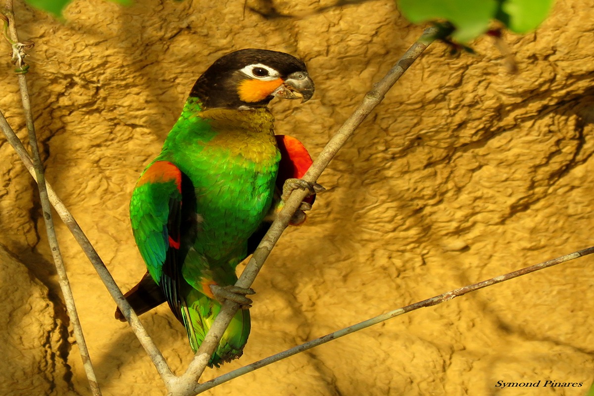 https://www.peruamazonexpeditions.com/wp-content/uploads/2018/09/img_3903.jpg_1.jpg